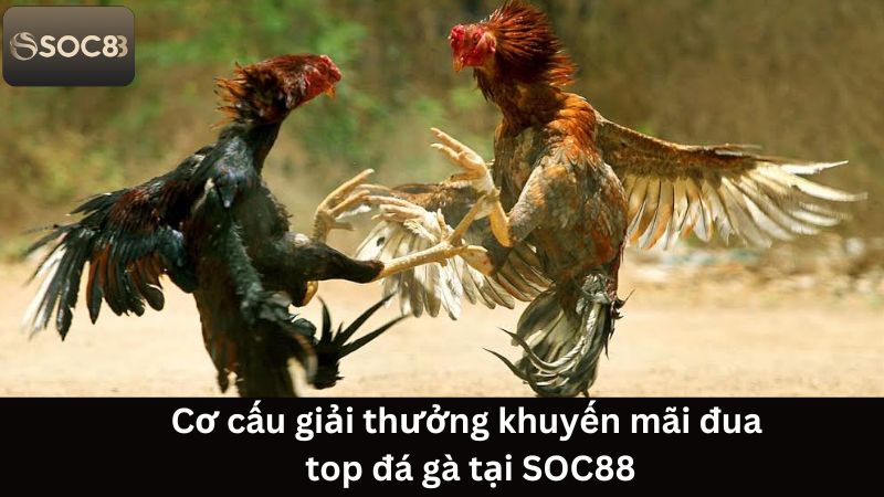 Khuyến Mãi Đua Top Đá Gà - Nhận Thưởng Hấp Dẫn Tại Soc88 3 Cơ cấu giải thưởng khuyến mãi đua top đá gà