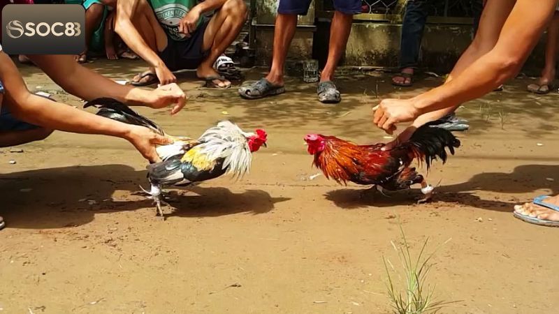 Đá Gà Tre - Trải Nghiệm Với Trò Chơi Kịch Tính Tại Soc88 3 Chiến lược tham gia đảm bảo nắm chắc phần thắng