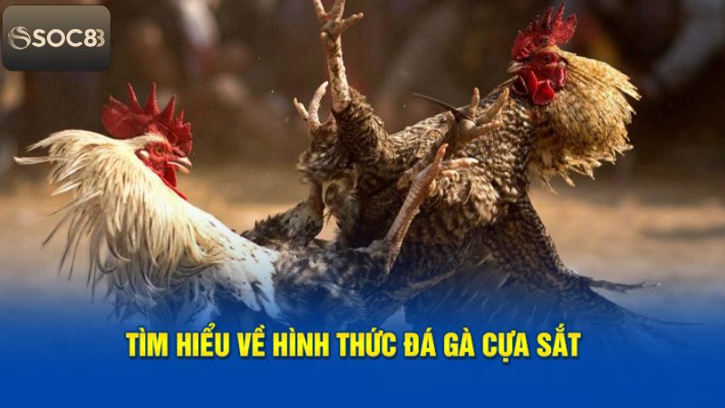 Đá Gà Cựa Sắt - Trải Nghiệm Những Trận Đấu Hấp Dẫn Tại Soc88 2 Tìm hiểu về hình thức chọi kê cựa sắt